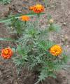 tagetes_3.jpg