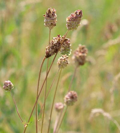 wiesenknopf_1.jpg