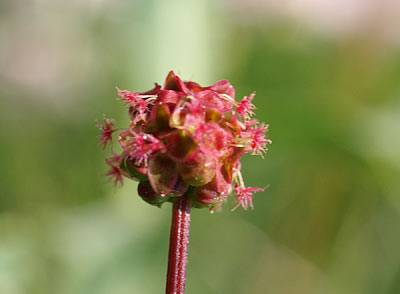 wiesenknopf_5.jpg