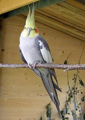 alnymphen9.jpg