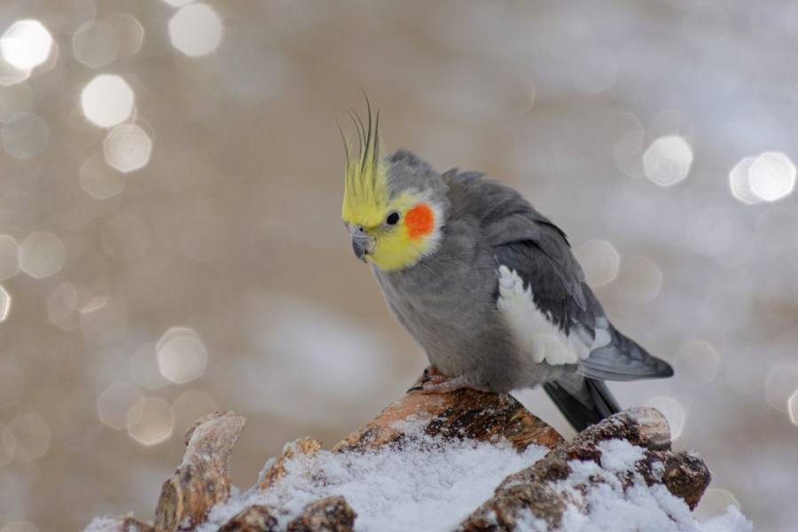 pixabay_jggrz_nymph-bird-6954302_1920.jpg