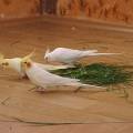 vogelwohnzimmer_14.jpg