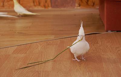 vogelwohnzimmer_15.jpg