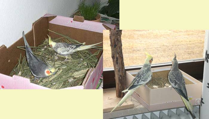 vogelwohnzimmer_bine_11.jpg