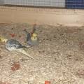 vogelwohnzimmer_bine_12.jpg