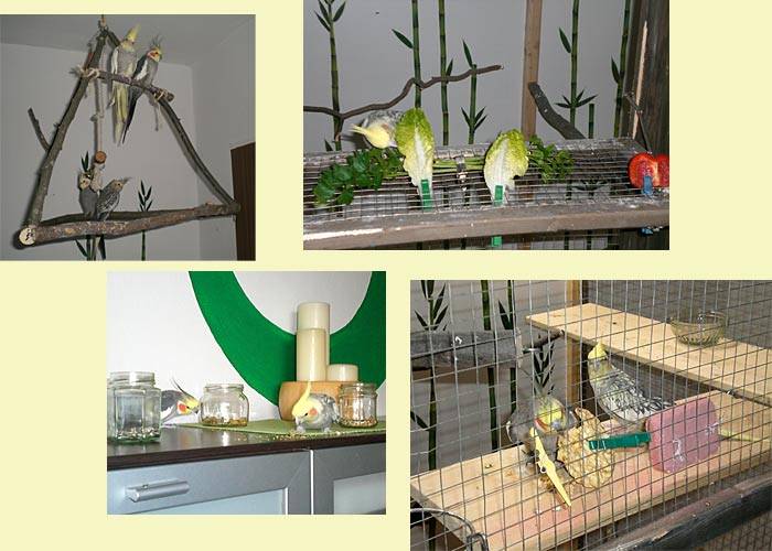 vogelwohnzimmer_bine_13.jpg