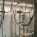 vogelwohnzimmer_bine_3.jpg