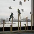 vogelwohnzimmer_bine_7.jpg
