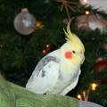 weihnachten_baum.jpg