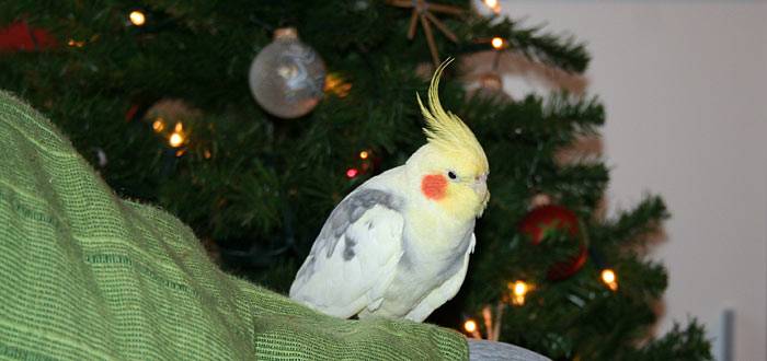 weihnachten_baum.jpg