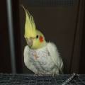 elvis1.jpg