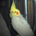 elvis2.jpg