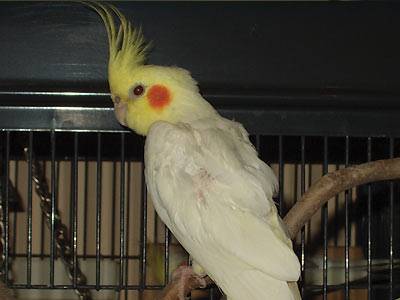 elvis6.jpg