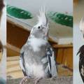 vogelmami_2.jpg
