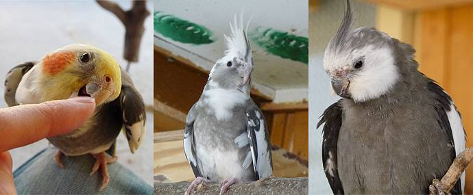vogelmami_2.jpg