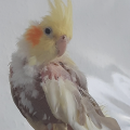 darleen_nackedei1a.png